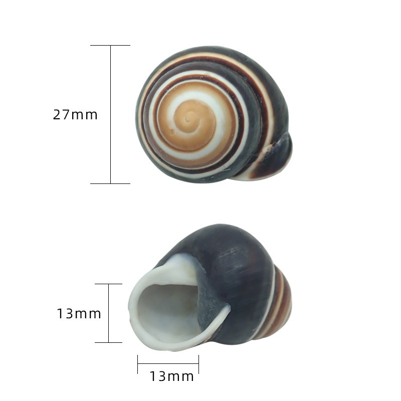 2-3cm 게에 적합한 진한 녹색 x81 검은 나무 나선형 달팽이 껍질