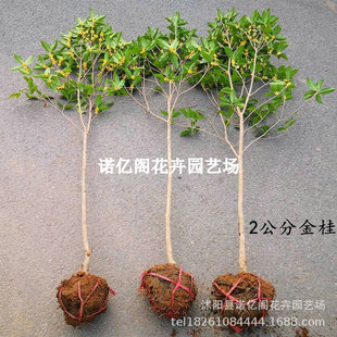 �t�𻨘���t������Ѫ���ɫѪ�tɫ����/���Լ޽�Ǥ���箔���_��