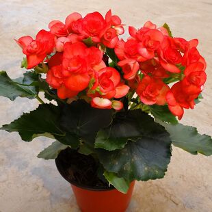 ���������Ի��玧�����ذ���҃��⻨�ܾGֲ�^��ֲ���ļ��_��