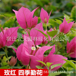 Double Red Bougainvillea Potted Flowering Bougainvillea Seedlings, Flower Varieties, Climbing Vines, Old Piles, Indoor Flower Plants for All Seasons