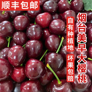Гуанминг теперь отправляет 5 фунтов бесплатной доставки домашних автомобилей, большая вишня Миюки, сезон свежих фруктов