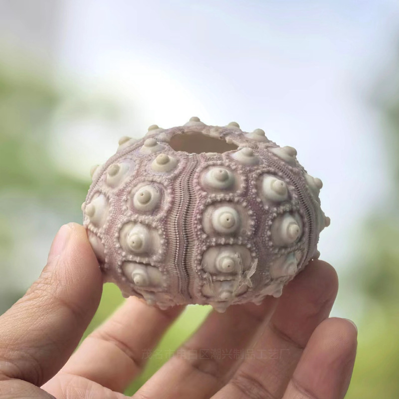 Lantern sea urchin shell 7-8cm 1 piece