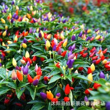 ʽN^p߲ݽNļ߲˷Nr̨ԭS