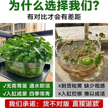 ˮ���~���쾰�������~�X��ˮ��ֲ����X�ݴ��~�~���Bˮ�|