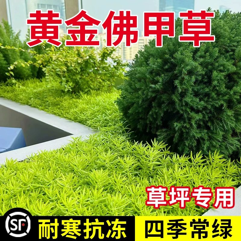 Golden Foreria Sod Золотой лист Foreria Морские водоросли Саженцы в горшке Открытый двор Холодостойкие Замороженные устойчивые зеленые растения Вечнозеленые в четыре сезона