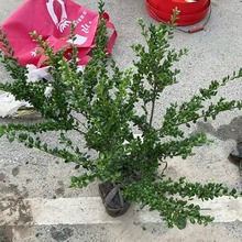 ش׶ɫKСëXƷNRȫ󃞻r