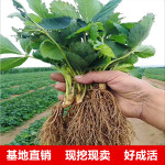 草莓苗盆栽批发带盆四季易活红颜草莓室内阳台庭院南北方种植果苗