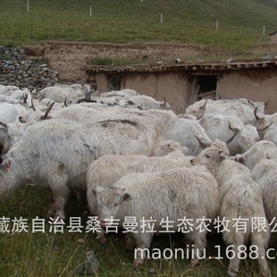 yak ��ţ�Bֳ ��ţ�r�� ѩɽ��ţ��ţ�����Xһ�^ ��ţ��ʲô�r��