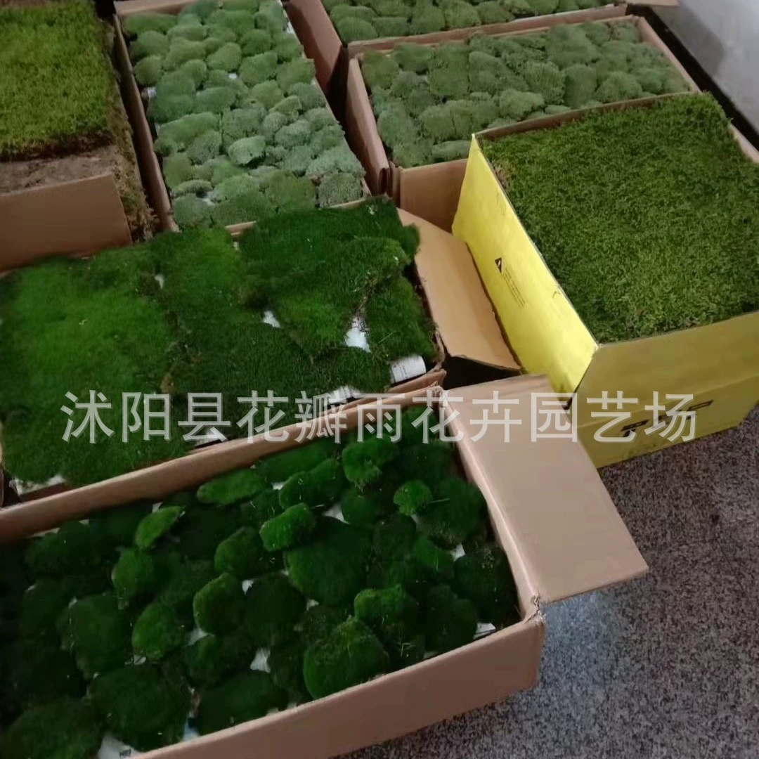 Свежий мох Большой Серый мох белые волосы мох Маленький Серый мох большое перо мох Марля мох микроландшафтный озеленение мох