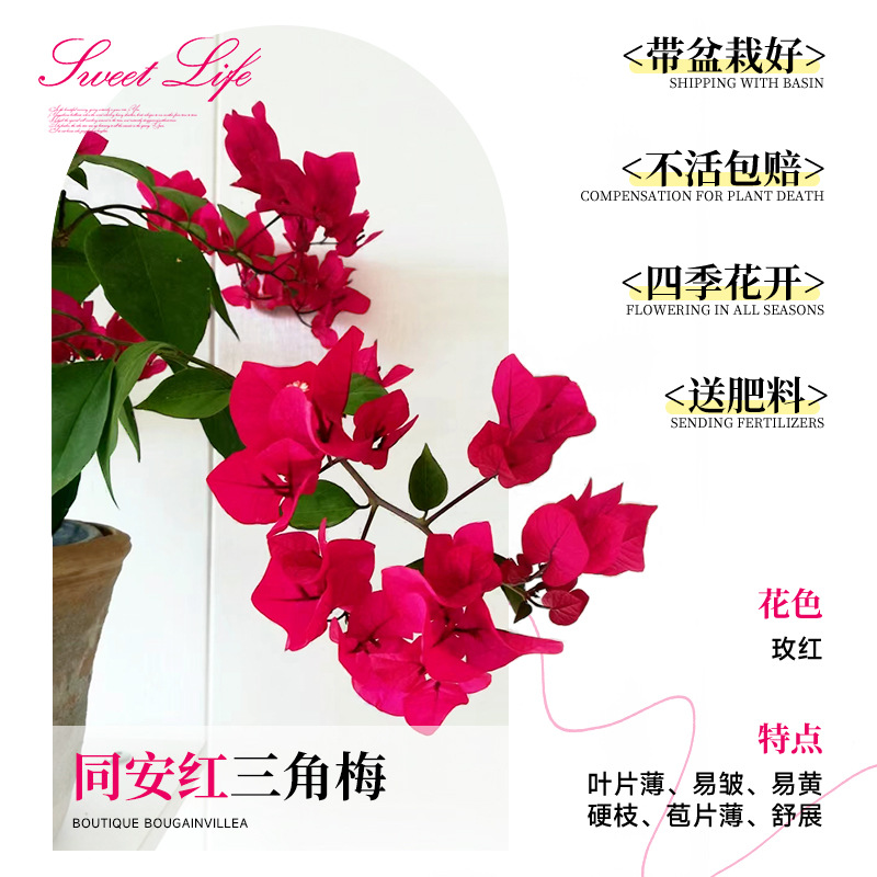 [꽃과 함께 배송되며 수령 즉시 즐겨보세요] 동안 붉은 부겐빌레아 40-50cm