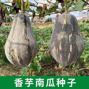 �����ϹϷN���Ϲ���������Ŵ�ϹϽ���ͥԺ�ˈ@�����߲˷N���ļ���