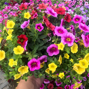 �󻨰���ţ���Ի����贺����ţ������ͥԺ�̨���@���@�ͺ������L