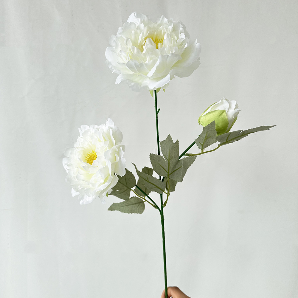 3 봄, 가을 모란 5호 화이트