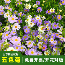 ��Ʒ��ɫ�շN��ѩ��ϵ����Ӿ���ɫ�շN���̨�҃�������ͥԺ�ջ�