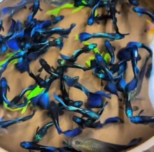 热带鱼纯种冰蓝孔雀鱼小型胎生鱼繁殖怀孕母鱼临产大尾巴观赏鱼