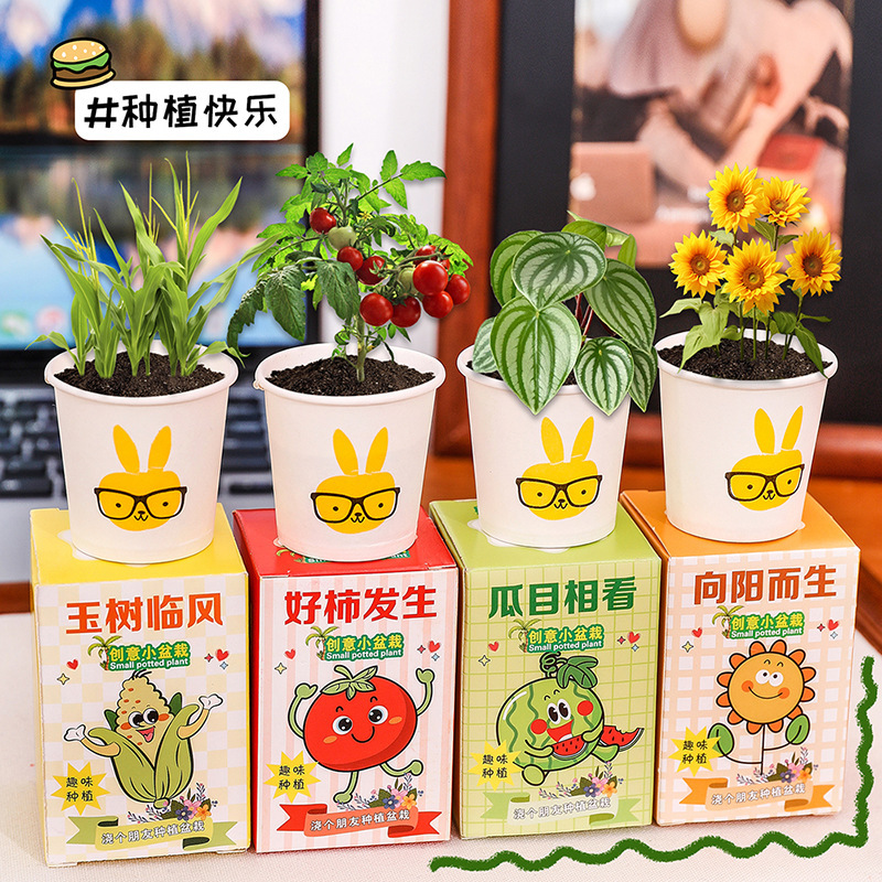 Children's Plant Potted Planting Blind Box Desktop Green Plant Small Potted Plant Kindergarten Observation Plant Student Prize Gift