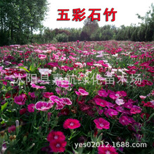 ���ʯ��N������ʯ���ͺ��ݻ����ﻨ��Ůʯ��Wʯ����ʯ��N��