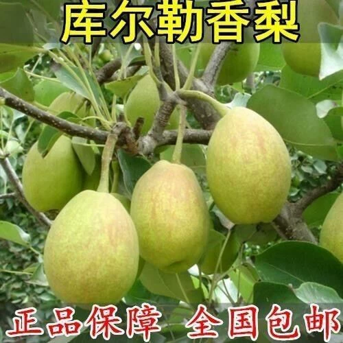 Саженцы гrafted груш, саженцы ароматной груши Синьцзян, саженцы ароматной груши Корла, саженцы ароматной груши Корла, посаженные на юге и севере.