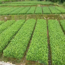 lGС ϱNֲ̰ײ Sͥ@ˇ