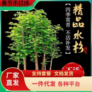 һ�����lˮɼ���������҃��k��������ˮ��ֲ��͏d����ɼ�辰�ļ�