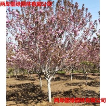 出售 3--15公分樱花树苗染井吉野 花色艳丽景观美   樱花树苗价格