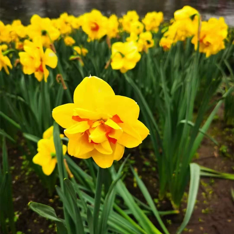 Импортный Нарцисс Супер Нарцисс двойной цвет Нарцисс гидропонный цвет Нарцисс мяч оптом