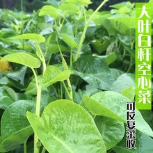 大叶白梗空心菜种籽四季白杆蕹菜蓊菜通心菜种子阳台菜园蔬菜种孑