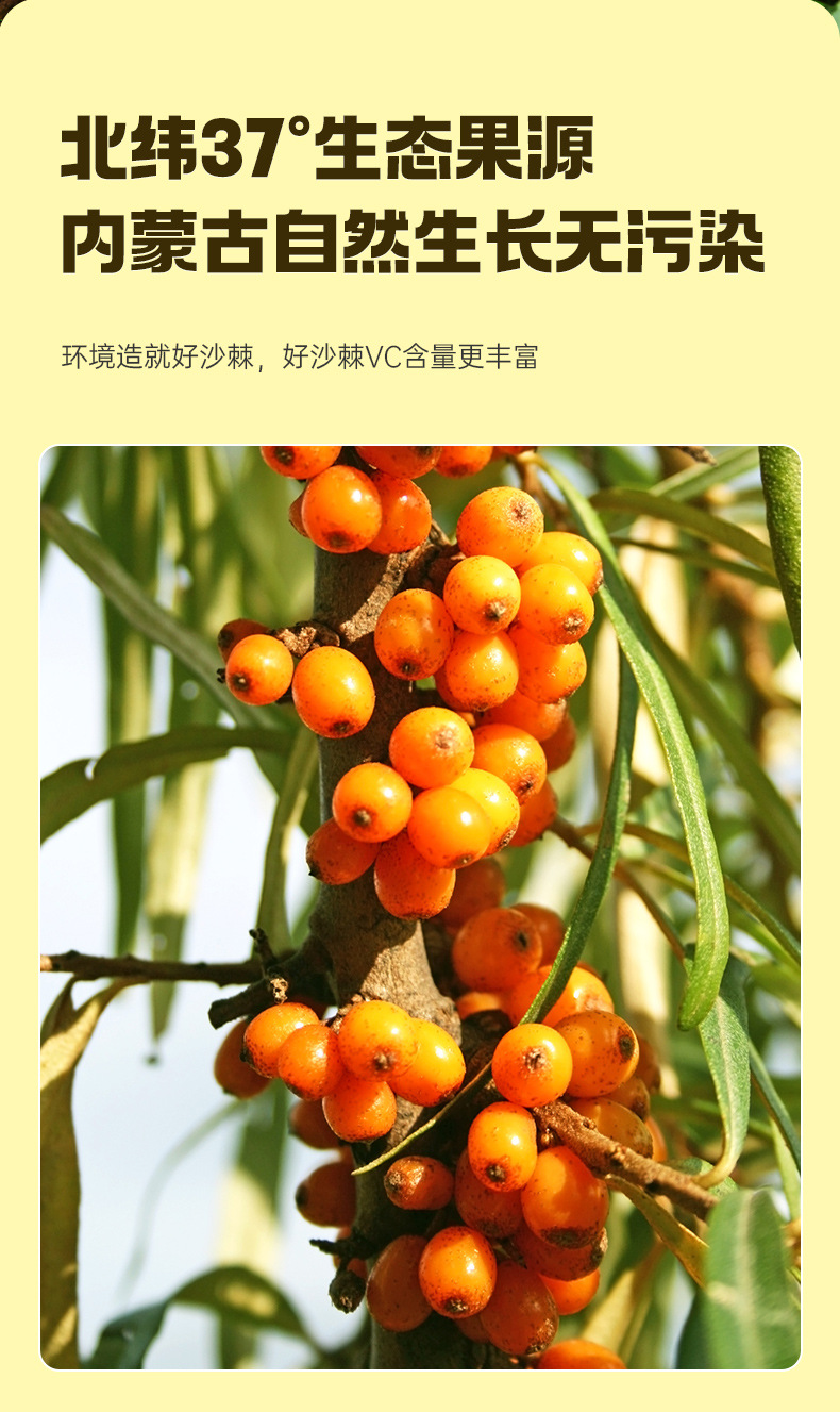Goji Sea Buckthorn Juice Blend 30ml Sachets Ningxia Cold Pressed Herbal Drink overview