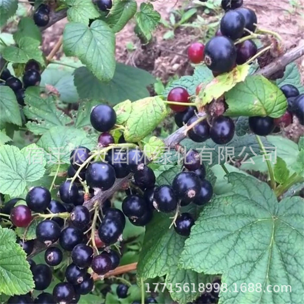 Саженец черной смородины посадка в горшках полевые посадки Плоды года Плоды гарниры Фонарь фрукты Красная смородина Морозостойкое дерево Горшки для плодовых деревьев