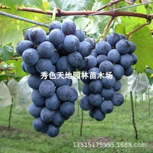 摩尔多瓦葡萄树苖庭院南北方种植庭院盆栽地栽葡萄苗爬藤葡萄树苗