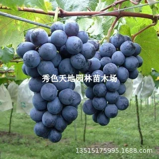 摩尔多瓦葡萄树苖庭院南北方种植庭院盆栽地栽葡萄苗爬藤葡萄树苗