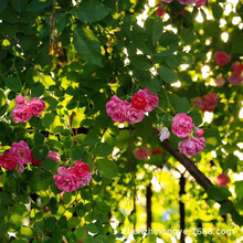 基地批发蔷薇花苗爬藤蔷薇花庭院植物多色蔷薇花树苗黄色红色粉色