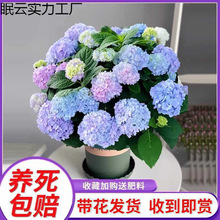 С�网���������ļ��_���҃�ֲ�ﻨ���̨���B��