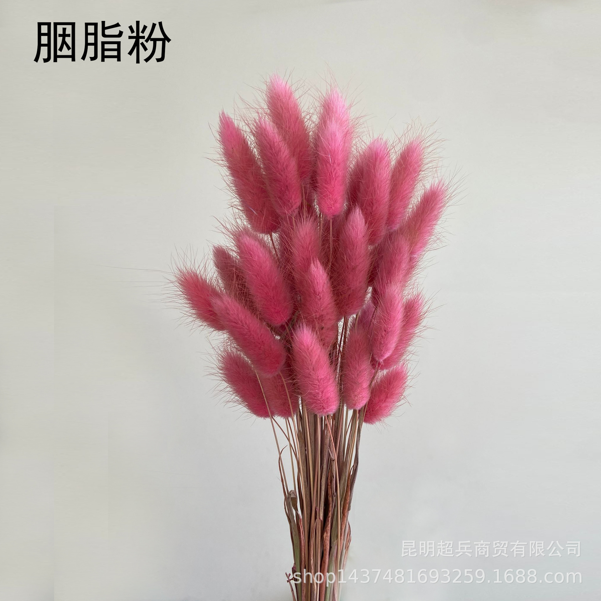 Hierba de cola de conejo flor seca hierba de cola de conejo blanco un montón de 50 piezas