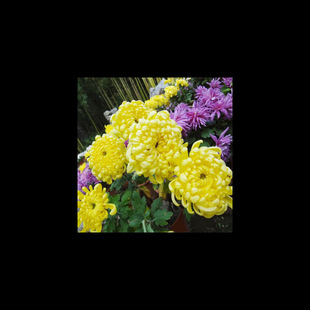 SջNʳݲؕͥԺzSҰ׾ҰջN