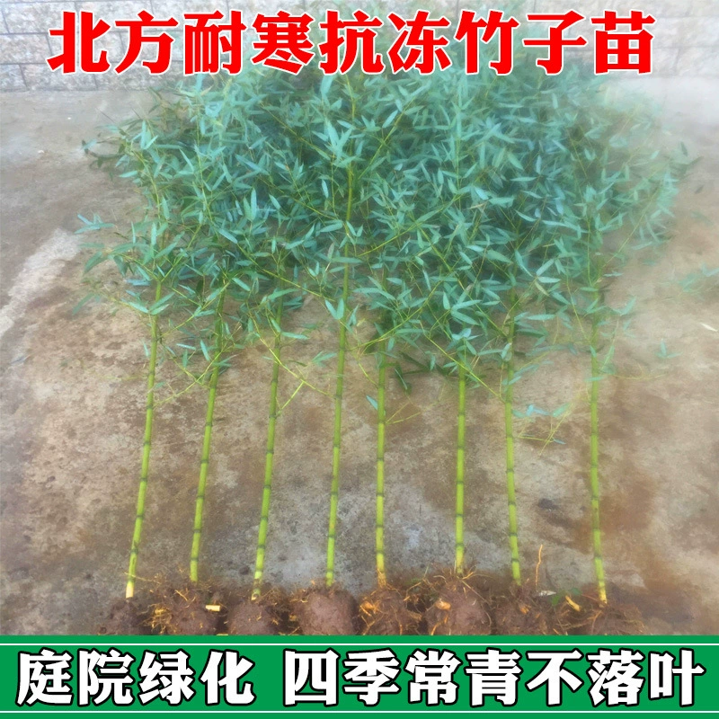 Бамбуковый рассада дворовое растение Phyllostachys pubescens вечнозеленые круглый год Зеленые золотые саженцы бамбука Золотой инкрустированный нефрит Luohan бамбуковый Мосо саженцы бамбука Фиолетовый бамбук