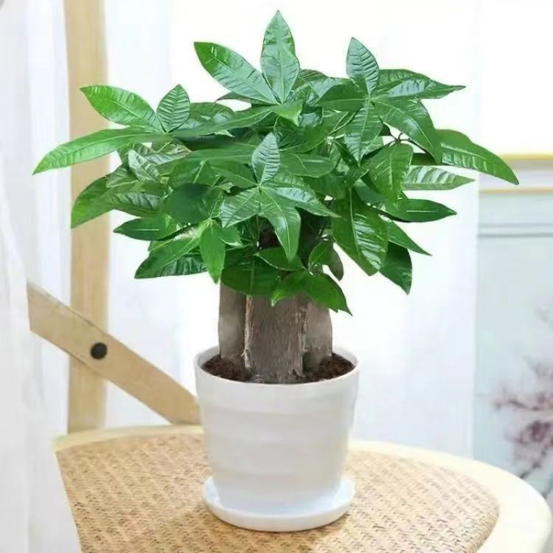 发财树盆栽植物室内办公室好养绿植水培客厅小盆景四季常青吸甲醛