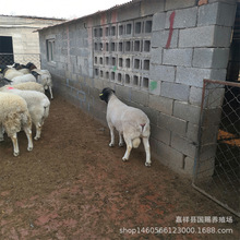 改良杜泊肉绵羊厂家供应肉羊苗活羊崽怀孕大母羊 哪里有澳洲绵羊
