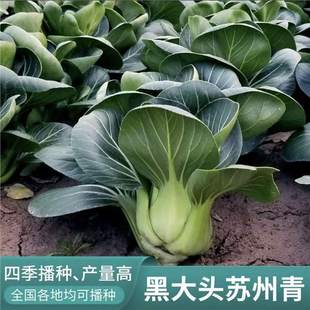 Authentic Black-Headed Suzhou Green Dwarf Rapeseed Vegetable, Four-Season Winter-Resistant Rapeseed, Small Green Vegetable, Large-Leaf Black Oil Green Vegetable