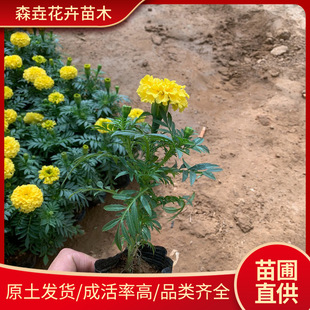 Peacock Grass Marigold Greening Road Greening Autum Ornamental Four-Season Flower Sea Flower Border Vehicle Wholesale Marigold