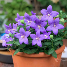 桔梗花苗-桔梗花苗批發、促銷價格、產地貨源- 阿里巴巴