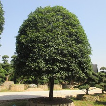 桂花树地栽八月金桂红花丹桂常绿乔木浓香型庭院种植苗木