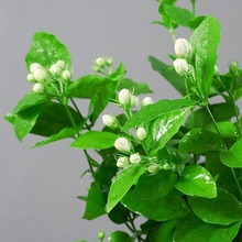 �d�ӻ���ֲ���҃����������Ի������ˮ�G����B�������Ϙ�����