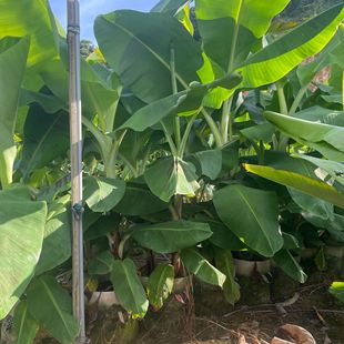 Supply of Banana Tree Farmers Wholesale Greening Banana Tree Origin Quote Rice Banana Planting