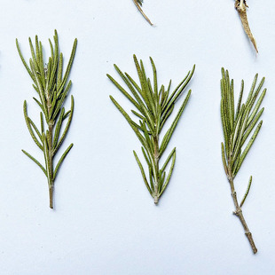 Rosemary Dried Flower Embossed Natural Plant Specimen diy Aromatherapy Candle Floating Flower Picture Frame Painting Baffle Dried Flower