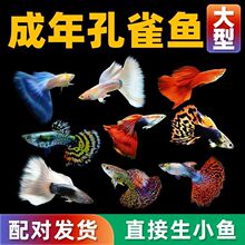 【首单直降】孔雀鱼鱼苗观赏鱼纯种热带小型淡水好养耐活凤尾小鱼