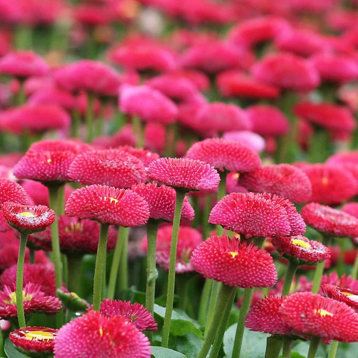 Маленькие семена цветов ромашки семена ромашки Four Seasons посев цветочных семян многолетние балкон горшечные цветочные семена