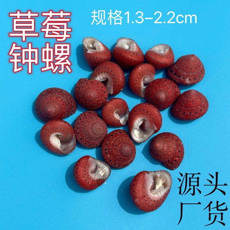 Natural Conch Shells, Strawberry Clock Snails, Strawberry Snails, Crafts, Collectible Specimens, Fish Tank Aquarium Decoration, Handmade Cultural and Creative Products