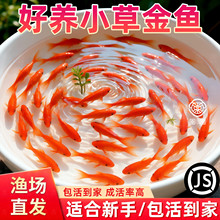 草金鱼金鱼活鱼观赏鱼长尾大红草好养耐活锦鲤活体冷水淡水红草鱼