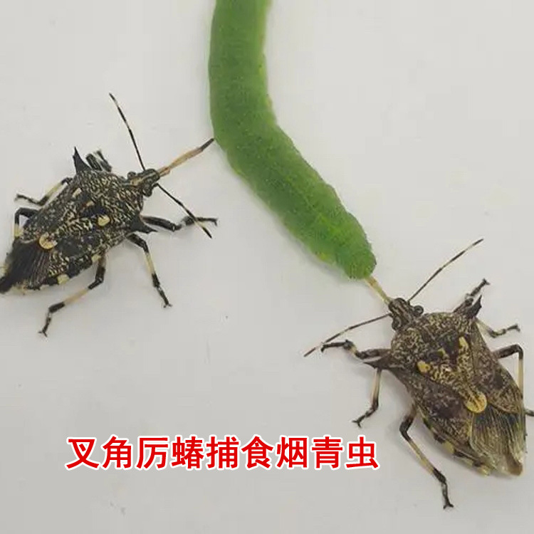 叉角厉蝽捕食烟青虫 拷贝.jpg